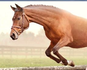 9 初期 ウイニングポスト 繁殖 牝馬 2020 ウイニングポスト9 2020